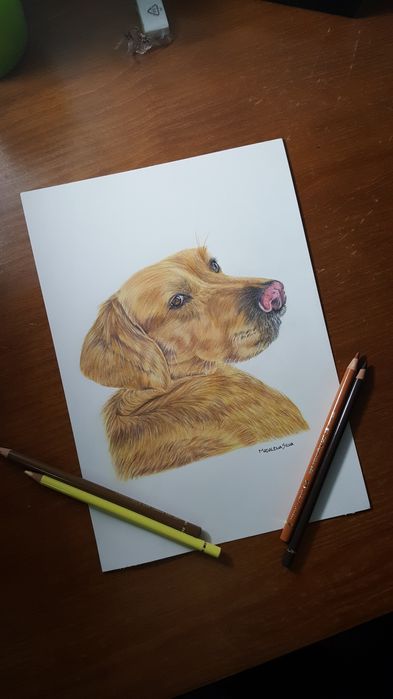Retratos de animais