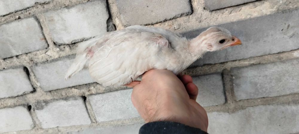 Perliczka sprzedam