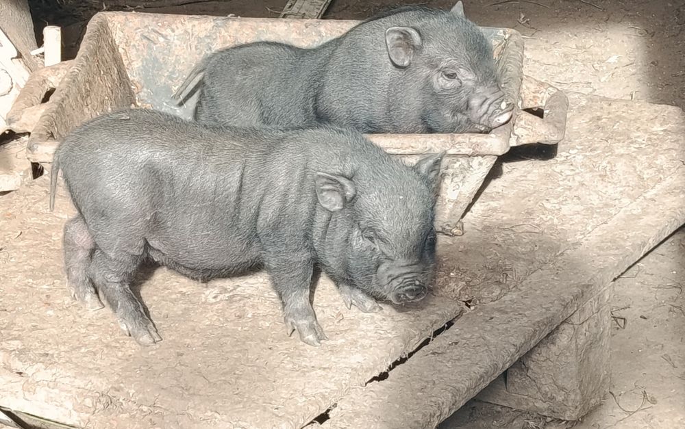 Porcos Vietnamitas
Tenho disponível um macho branco nascido a 30 de março(30€)
Fêmeas pretas(já adultos ,2).