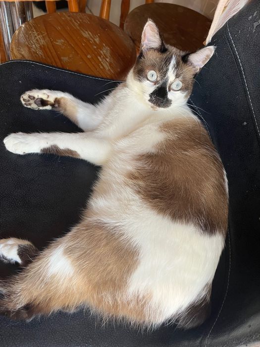 Doação de Gato responsável