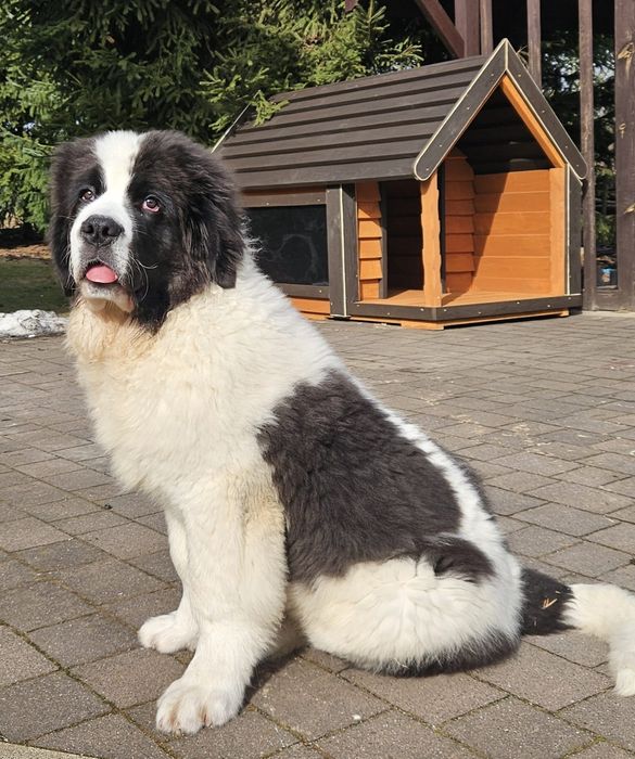 Buda dla psa z tarasem husky cane corso owczarek