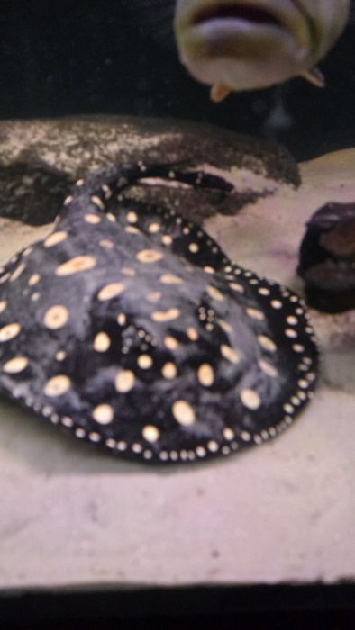 Potamotrygon Leopoldi Black Diamond Płaszka