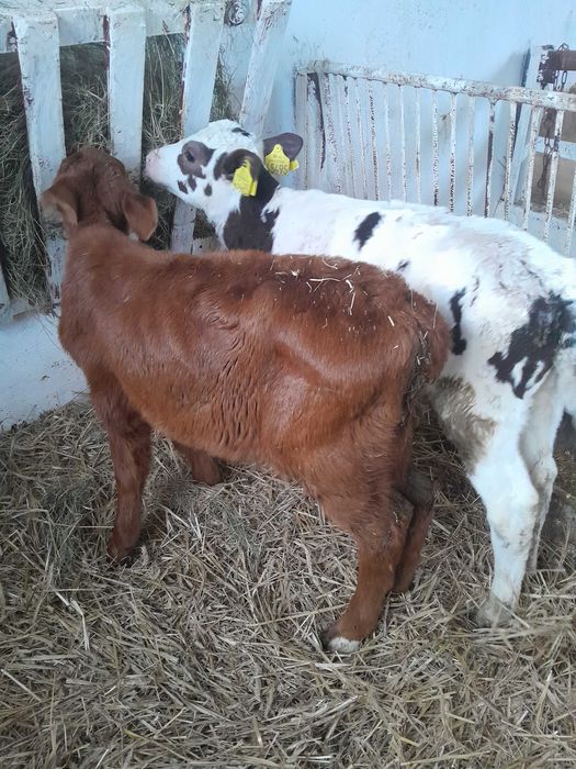 Byczki cielaki sprzedam