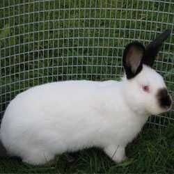 Кролики каліфорнійці, панон, шиншила