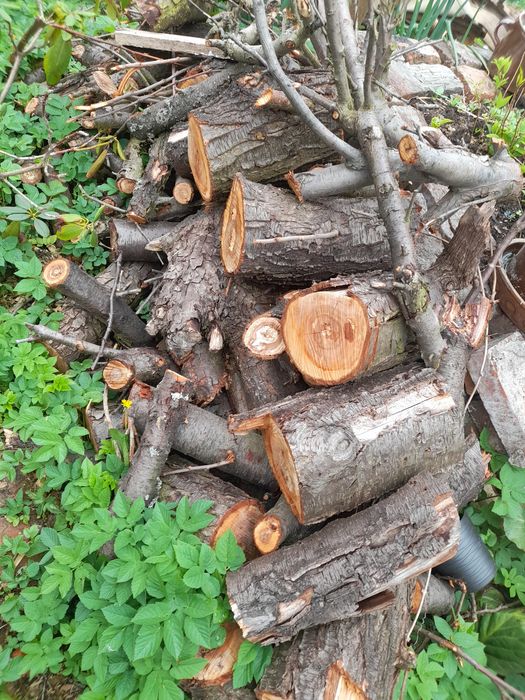 Drewno śliwki do wędzenia sprzedam