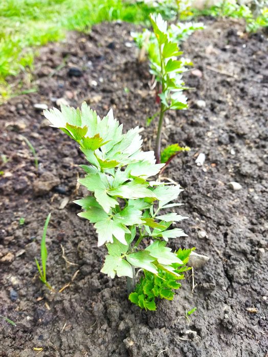 Любисток. Саджанці.