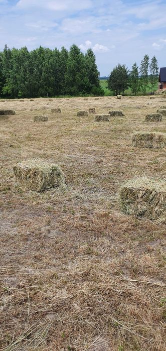 Siano Lucerna Koniczyna Trawa Łąkowa Trawa Pastewna czerwiec 2025