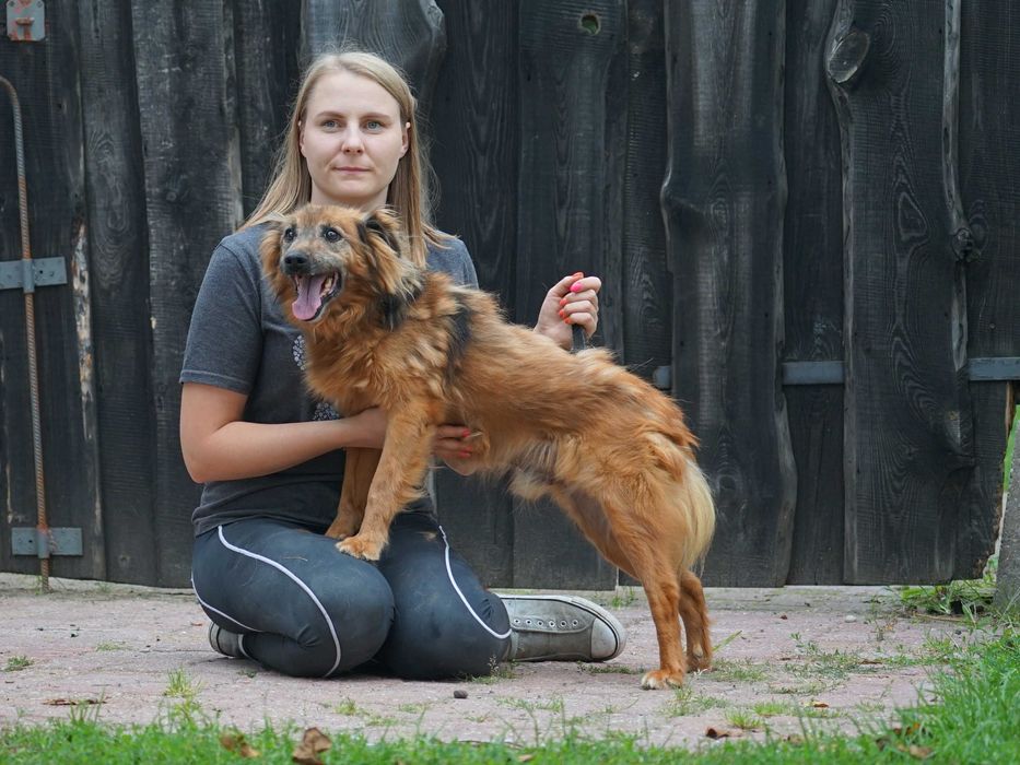 GUCIO - cudowny starszy piesek