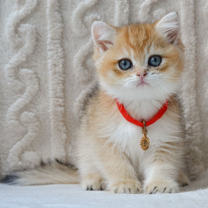 Красавчик золотой британчик