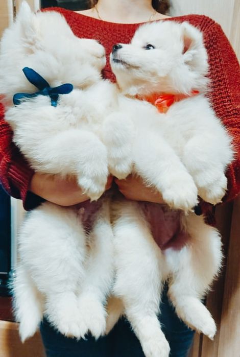 Цуцики антистрес. Самоїд- самоєд