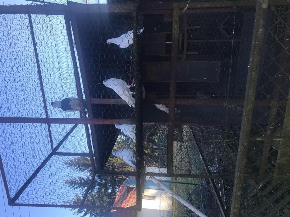 Sprzedam felki budapeszty