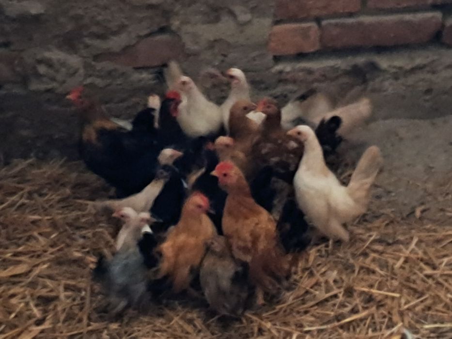 Ptaki seramki  i silki