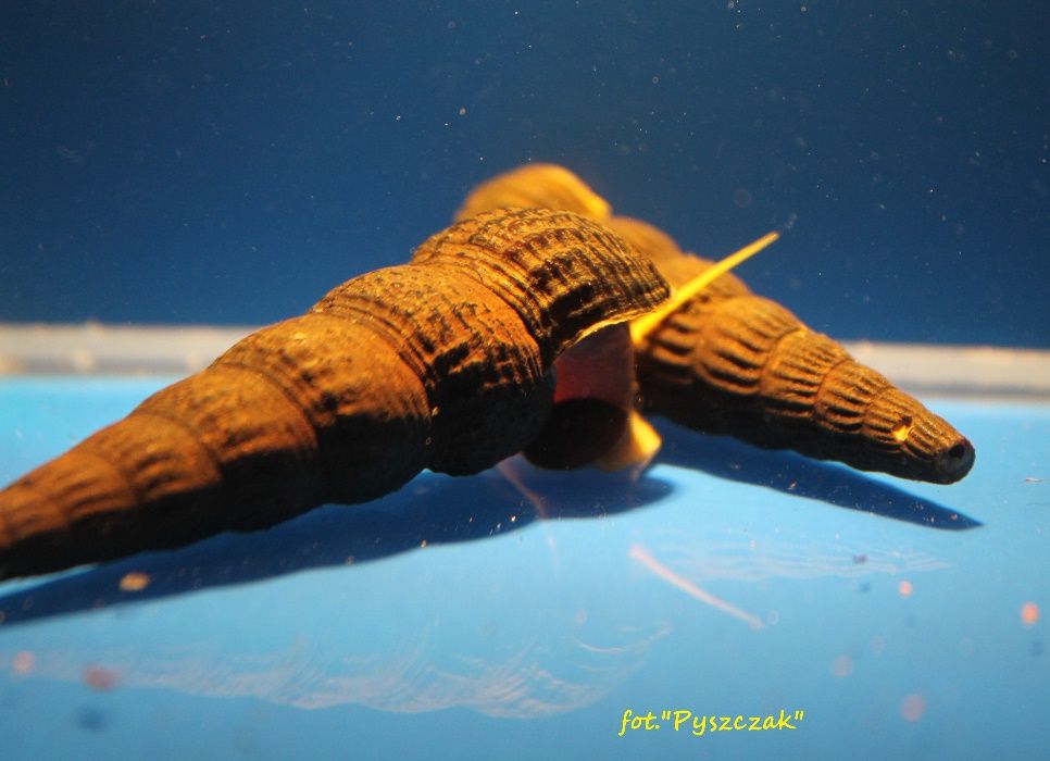 "P" Tylomelania Orange Rabbit