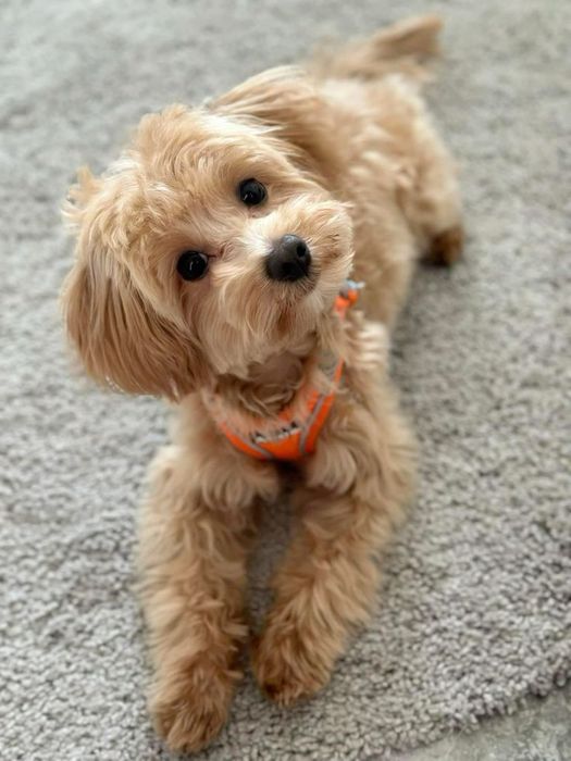 Красуня міні Maltippu Дівчинка. Львів.