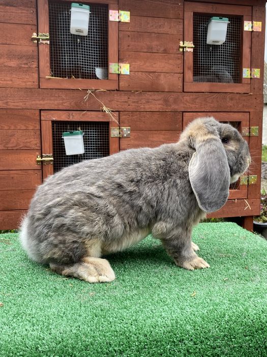 Samiec Francuski Baran Perłowy Rodowód