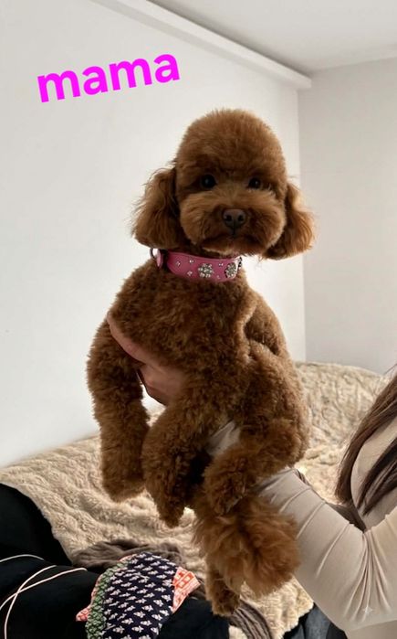 Suczka red brown Chanel
