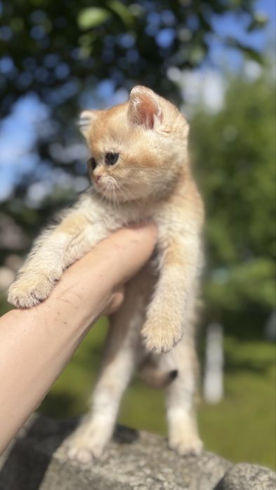 Активне кошеня золотої шиншили