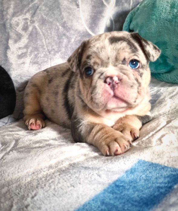 Мерле подпал тан