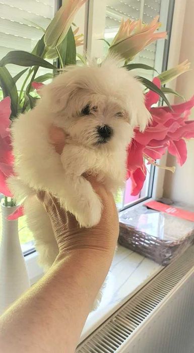 Maltańczyk Suczka z Metryką. Do odbioru.