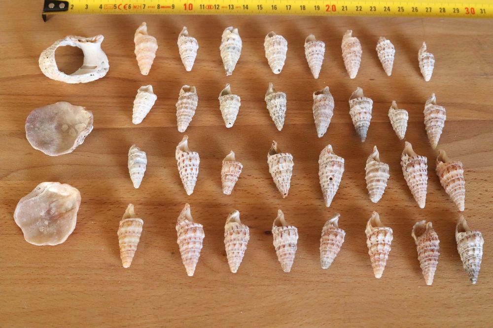 Conjunto 32 búzios e 3 conchas