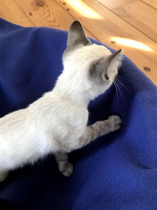 Gatinha de 2 meses, olhos brancos e azuis. para adoção