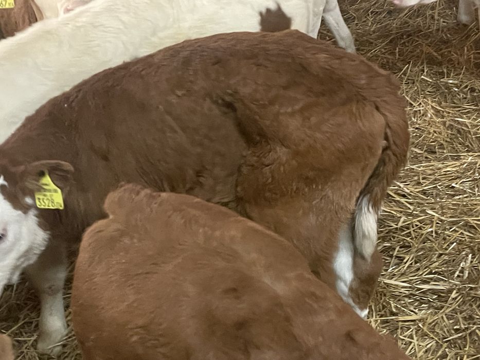 Cielaki i odsadki miesne jaloweczki byczki