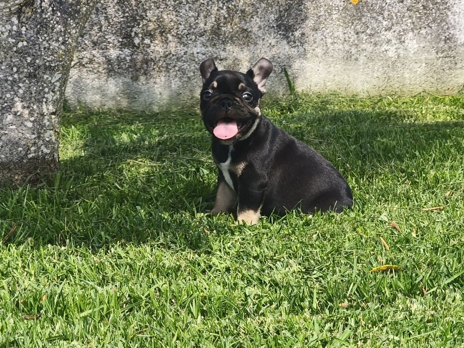 Bulldog Francês macho black tan