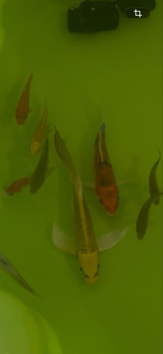 Carpa KOY butterfly 16/18cm