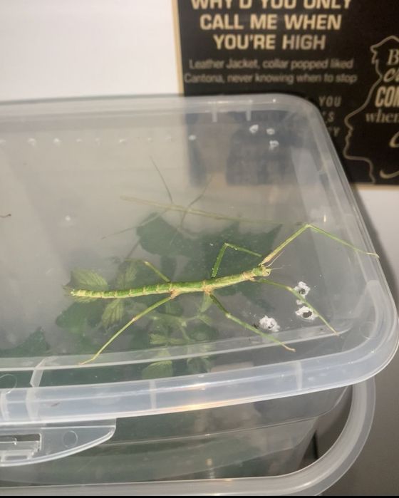 patyczaki do oddanie stadium l1