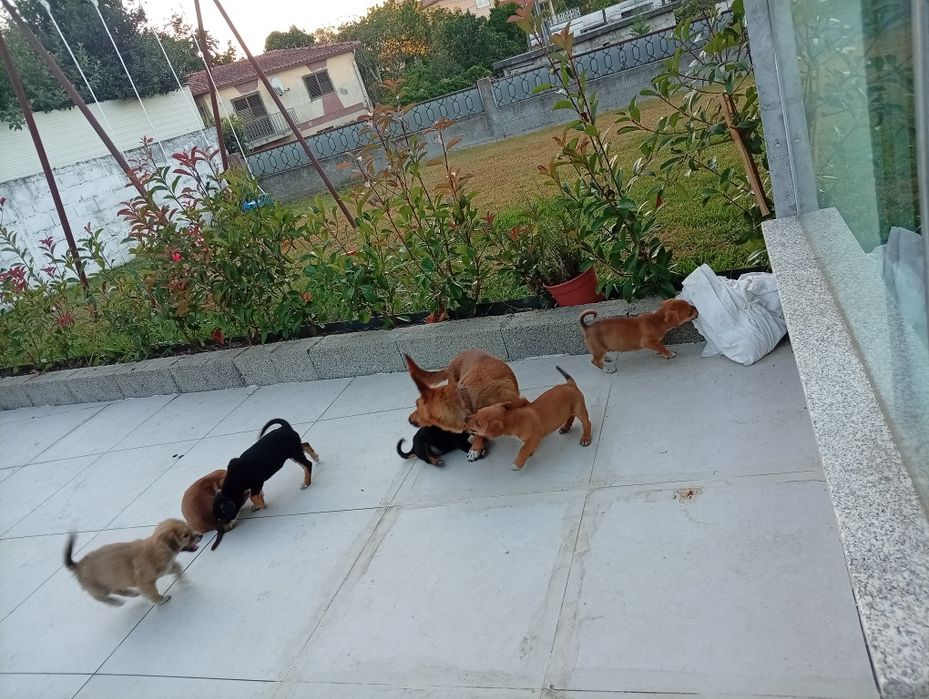 Adoção responsável de cães bebes