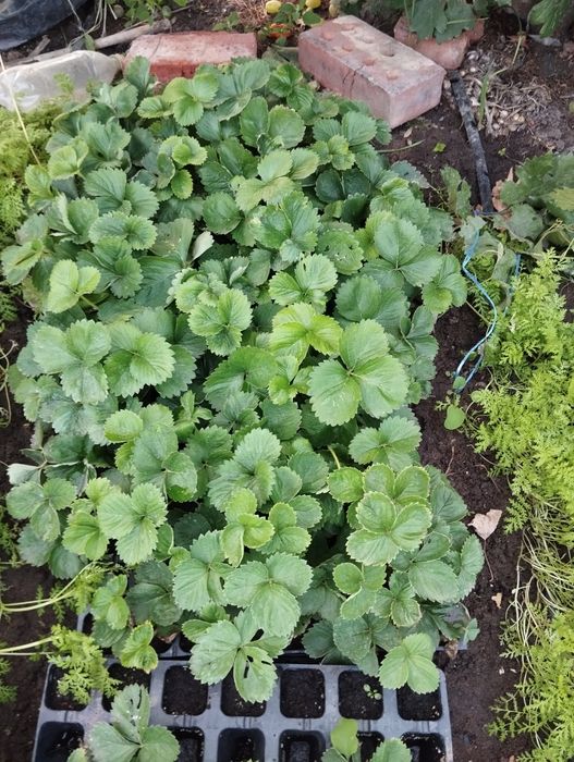 Полуниця Сандра в касетах