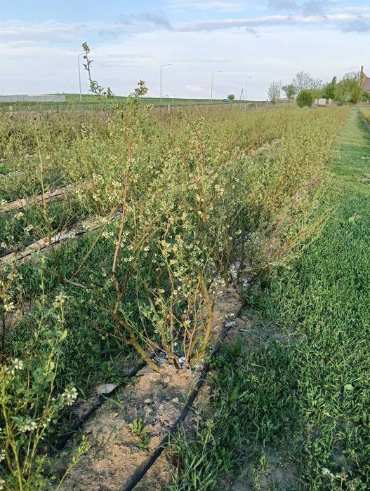 Borówka amerykańska - sadzonki owocujące