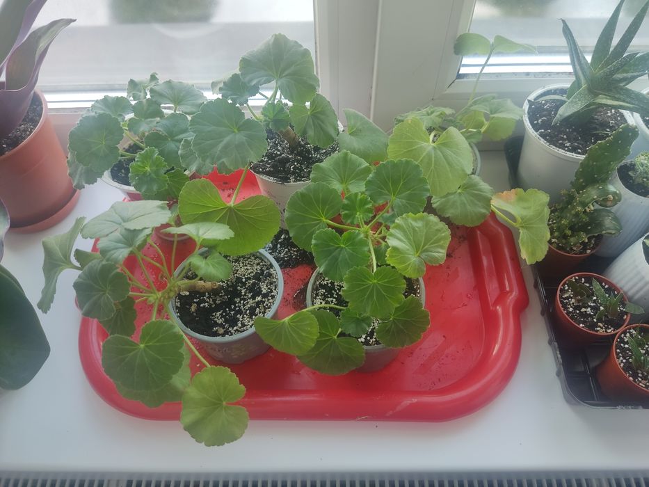 Рослини кімнатні