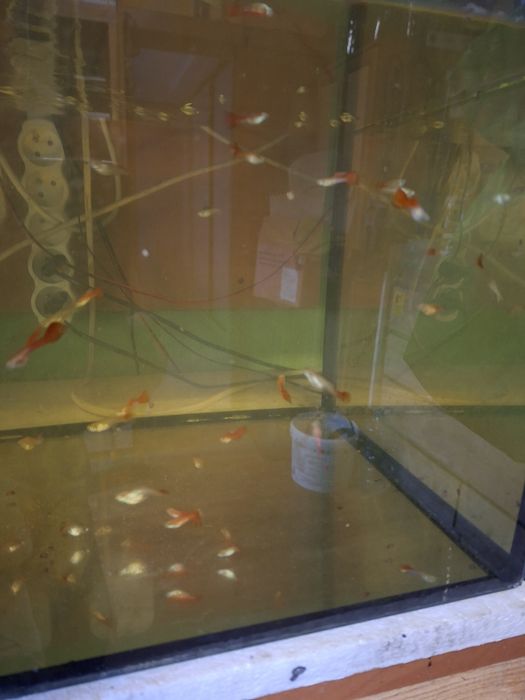 Gupik koi  samce i samce