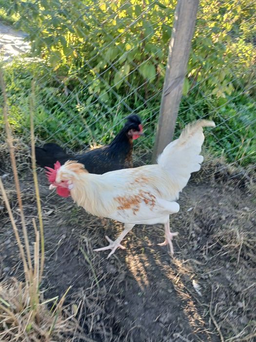 Sprzedam Młode koguty