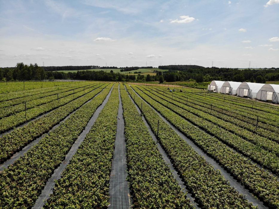 Sadzonki BORÓWKA AMERYKAŃSKA - Wiele odmian | WYSYŁKA Cała Polska