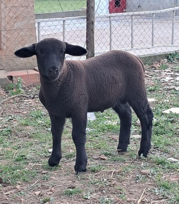 Borrego suffolk cruzado de p3, de parto duplo