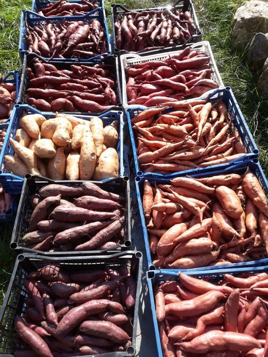 Солодка картопля батат