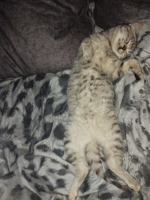 серая кошкаааааа