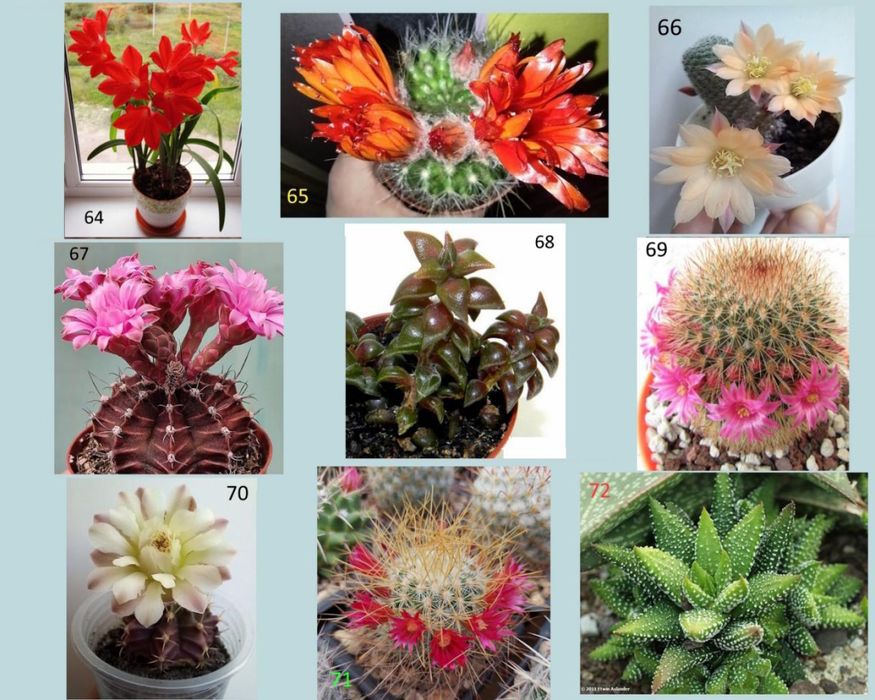 Кактуси, сукуленти для флораріума, мамілярія, гімнокаліціум