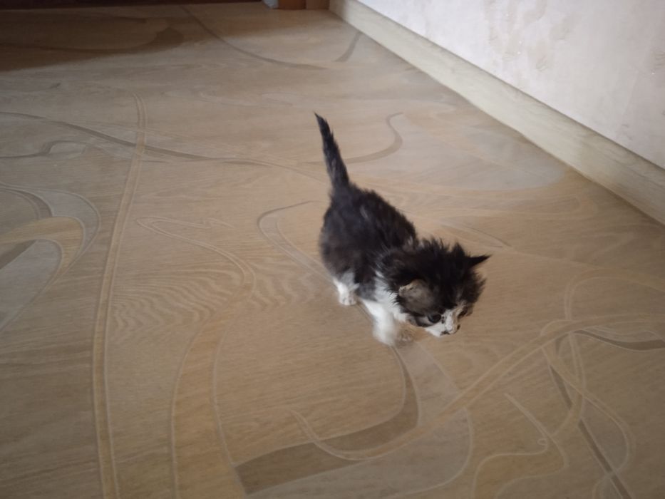 Отдам котят в хорошие руки