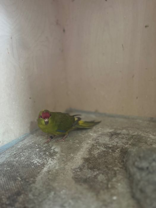 Kakarikis varias cores