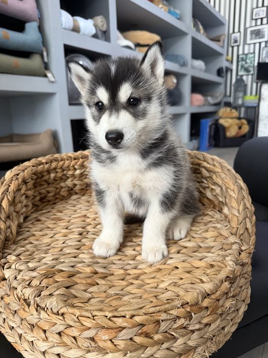 Husky menino top