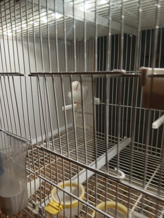 Canarias femeas  odivelas