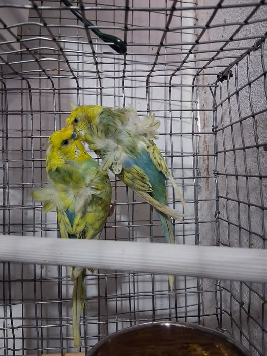 Piriquito harogomo fêmea e ninho