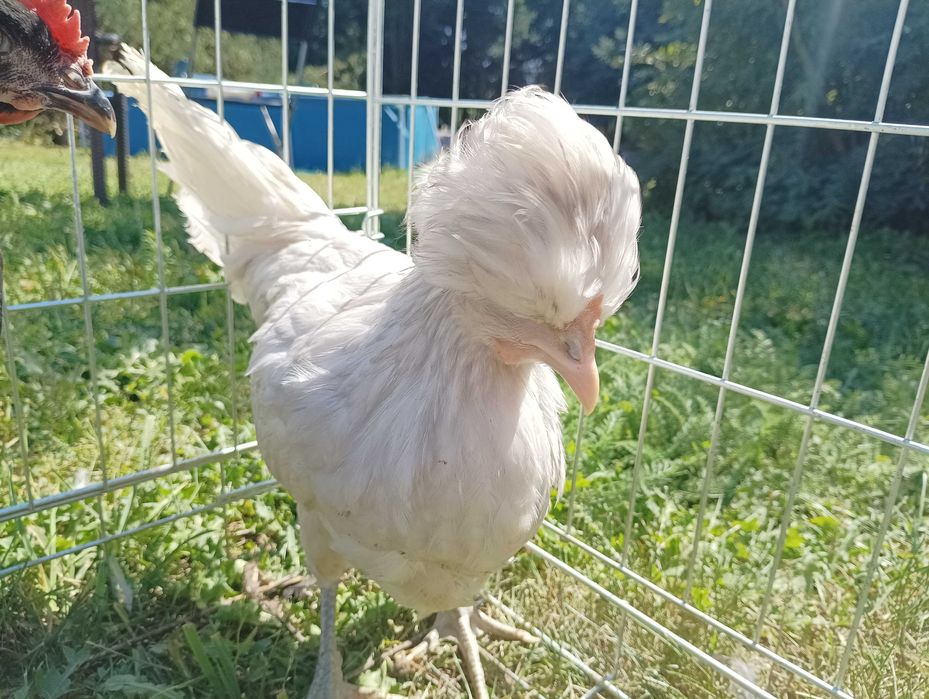 Koguty młode 3 miesięczne , brak kurek