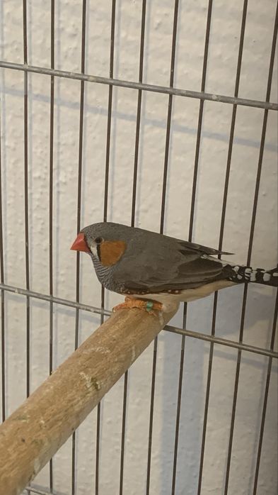 Mandarim machos e 2 bengalins