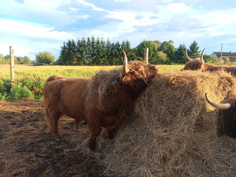 Byk rozpłodowy 100% highland cattle możliwa zamiana.