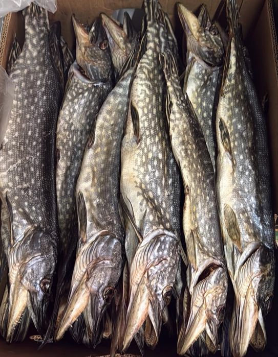 Лящ,вьюн,густера ікряна карась судак снеки м'ясо