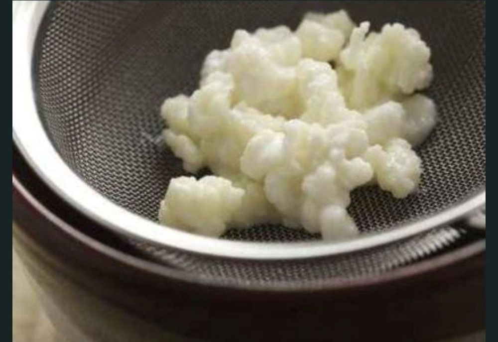 Flor/Grãos de Kéfir